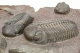 Incredible Plate Of Large Struveaspis Trilobites - Jorf, Morocco #254830-8